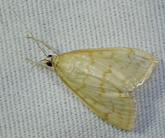 Hahncappsia pergilvalis