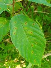 Bucculatrix frangutella