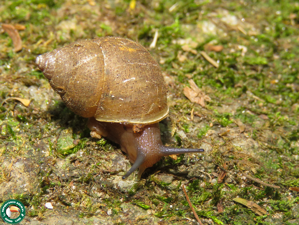 Rhinus ciliatus
