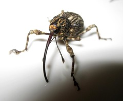 Ectatorhinus wallacei