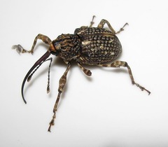 Ectatorhinus wallacei