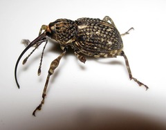 Ectatorhinus wallacei