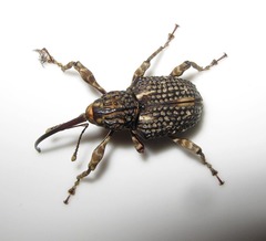 Ectatorhinus wallacei