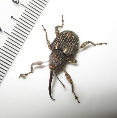 Ectatorhinus wallacei