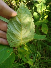 Bucculatrix frangutella