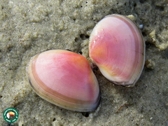 Psammotella cruenta