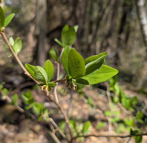 Ozark leatherwood (Dirca decipiens)