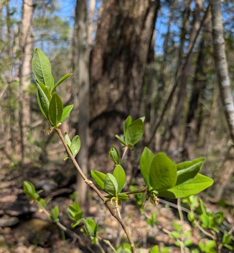 Image of Dirca decipiens by (c) Alan Prather, some rights reserved (CC BY)