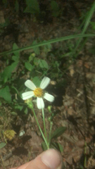Bidens alba