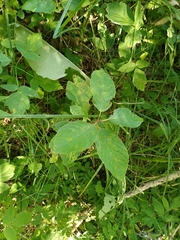 Bucculatrix frangutella