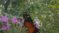 Heliconius hecale zuleika