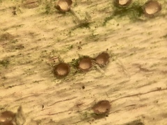 Cryptodiscus pallidus