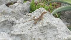 Anolis cupreus