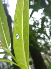 Danaus gilippus
