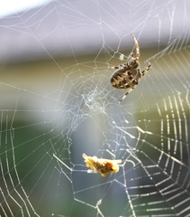 Araneus diadematus