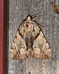 Catocala blandula
