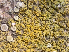 Flavoplaca flavocitrina