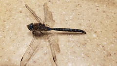 Aeshna interrupta