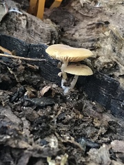 Simocybe serrulata
