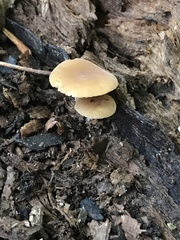 Simocybe serrulata