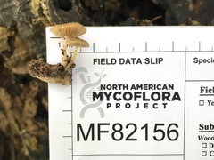 Simocybe serrulata
