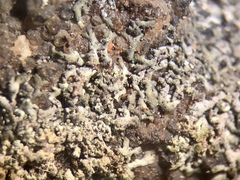 Physcia thomsoniana