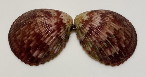 Acrosterigma pristipleura observed 2025-04-16