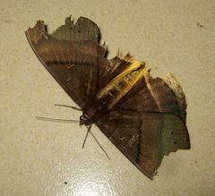 Lygniodes schoenbergi