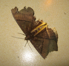 Lygniodes schoenbergi