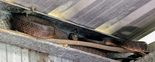 Brown Tree Snake sighting