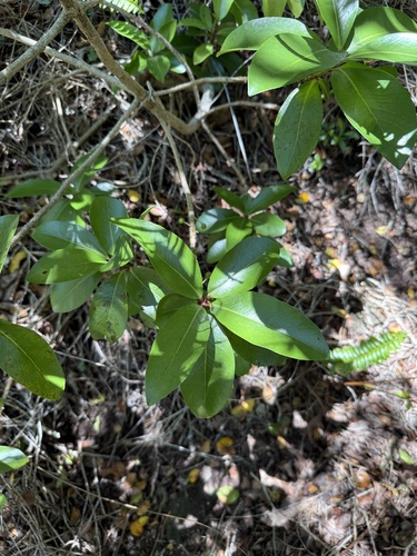 Myrsine lanaiensis observed 2025-04-14