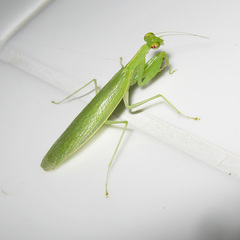 Tropidomantis tenera