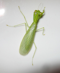 Tropidomantis tenera