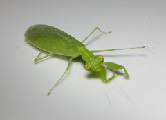 Tropidomantis tenera