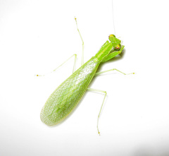 Tropidomantis tenera