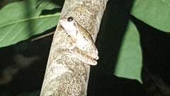 Smilisca baudinii