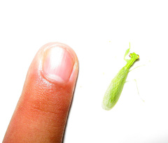 Tropidomantis tenera