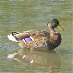 Anas platyrhynchos