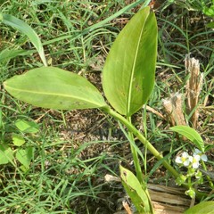 Sagittaria platyphylla