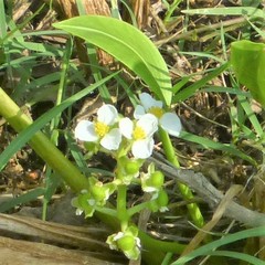 Sagittaria platyphylla