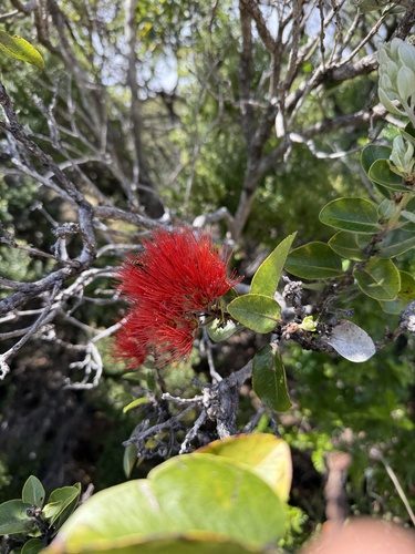 Metrosideros polymorpha observed 2025-04-14