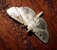 Pycnarmon lactiferalis