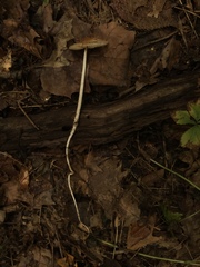 Oudemansiella limonispora