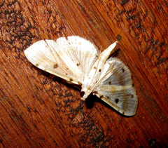 Pycnarmon lactiferalis