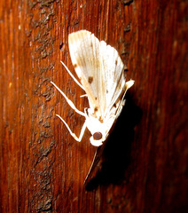 Pycnarmon lactiferalis