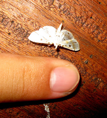 Pycnarmon lactiferalis