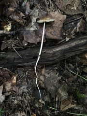 Oudemansiella limonispora
