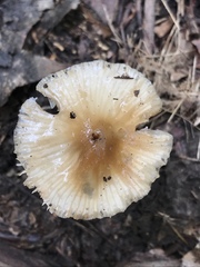 Oudemansiella limonispora