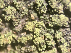 Micareopsis irriguata