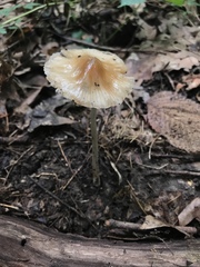Oudemansiella limonispora
